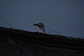 DSC00309 - Bernhard Saalfeld