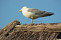DSC00312 - Bernhard Saalfeld