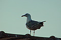 DSC00313 - Bernhard Saalfeld