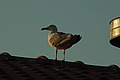 DSC00314 - Bernhard Saalfeld