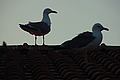 DSC00319 - Bernhard Saalfeld