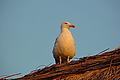 DSC00323 - Bernhard Saalfeld