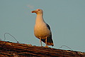 DSC00324 - Bernhard Saalfeld