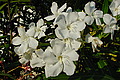 DSC00331 - Bernhard Saalfeld