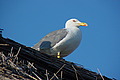 DSC00332 - Bernhard Saalfeld