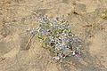 DSC00361 - Bernhard Saalfeld