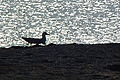 DSC00369 - Bernhard Saalfeld