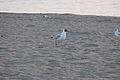 DSC00389 - Bernhard Saalfeld