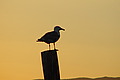 DSC00406 - Bernhard Saalfeld