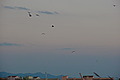 DSC00418 - Bernhard Saalfeld