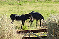 DSC00459 - Bernhard Saalfeld