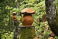DSC09587 - Bernhard Saalfeld