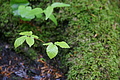 DSC09598 - Bernhard Saalfeld