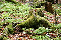 DSC09601 - Bernhard Saalfeld