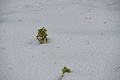DSC09686 - Bernhard Saalfeld
