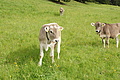 DSC09951 - Bernhard Saalfeld