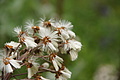 DSC10036 - Bernhard Saalfeld