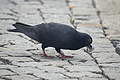 DSC10473 - Bernhard Saalfeld
