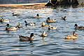 DSC00152 - Bernhard Saalfeld