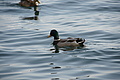 DSC00153 - Bernhard Saalfeld