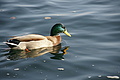 DSC00154 - Bernhard Saalfeld