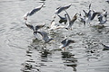 DSC00393 - Bernhard Saalfeld