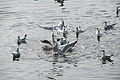 DSC00394 - Bernhard Saalfeld