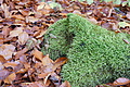 DSC00639 - Bernhard Saalfeld