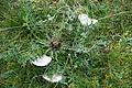 DSC04844 - Bernhard Saalfeld