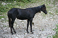 DSC04845 - Bernhard Saalfeld