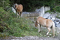 DSC04847 - Bernhard Saalfeld