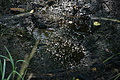 DSC04926 - Bernhard Saalfeld
