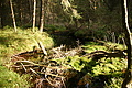 DSC04987 - Bernhard Saalfeld