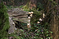 DSC04997 - Bernhard Saalfeld