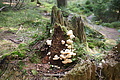 DSC05000 - Bernhard Saalfeld