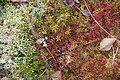 DSC05003 - Bernhard Saalfeld