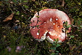 DSC05004 - Bernhard Saalfeld