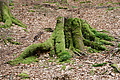 DSC05012 - Bernhard Saalfeld