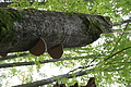 DSC05016 - Bernhard Saalfeld