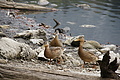 DSC05031 - Bernhard Saalfeld