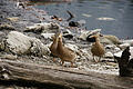DSC05032 - Bernhard Saalfeld