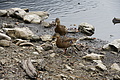 DSC05037 - Bernhard Saalfeld