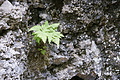 DSC05057 - Bernhard Saalfeld