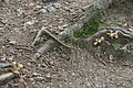 DSC05096 - Bernhard Saalfeld