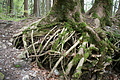 DSC05111 - Bernhard Saalfeld