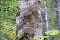 DSC05305 - Bernhard Saalfeld