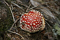 DSC05355 - Bernhard Saalfeld