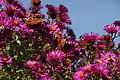 DSC05385 - Bernhard Saalfeld