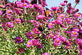 DSC05386 - Bernhard Saalfeld