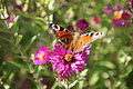 DSC05388 - Bernhard Saalfeld